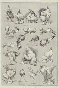 Nature&39;s Fitful Moments、Sketches at the Dairy Show